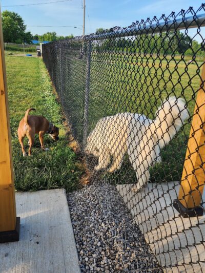 Bark Until Dark Dog Park - Lakeside Marblehead, OH