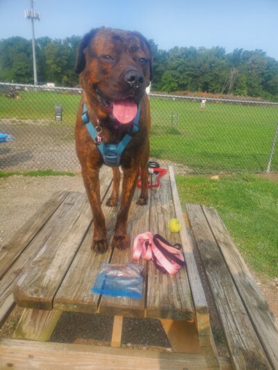 Bark Until Dark Dog Park - Lakeside Marblehead, OH