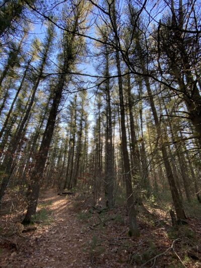 James Jasper Vigers Jr. Conservation Area - Lakeville, MA