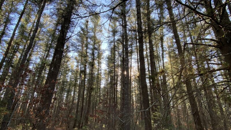 James Jasper Vigers Jr. Conservation Area - Lakeville, MA