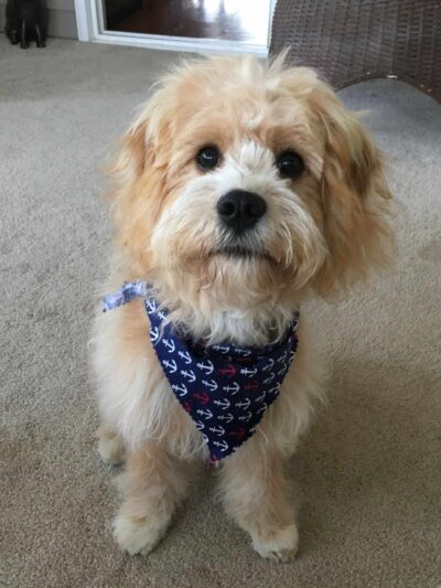 Pet Recess Inc - Lakeville, MA