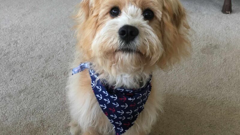 Pet Recess Inc - Lakeville, MA