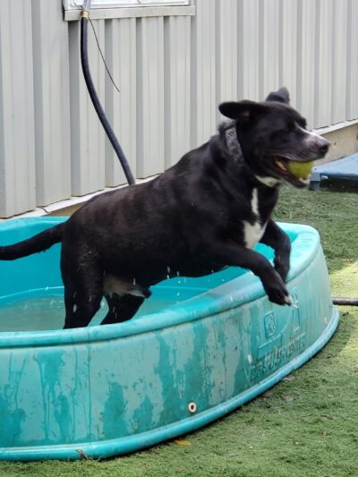 Pet Recess Inc - Lakeville, MA