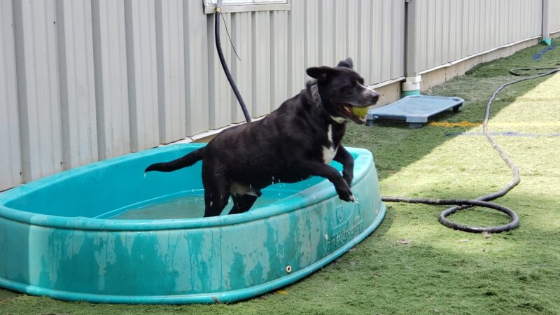 Pet Recess Inc - Lakeville, MA