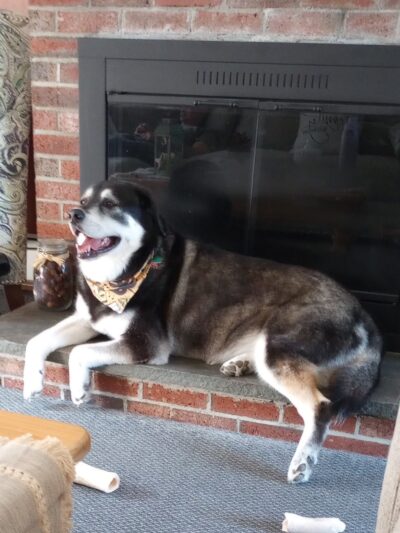 Pet Recess Inc - Lakeville, MA