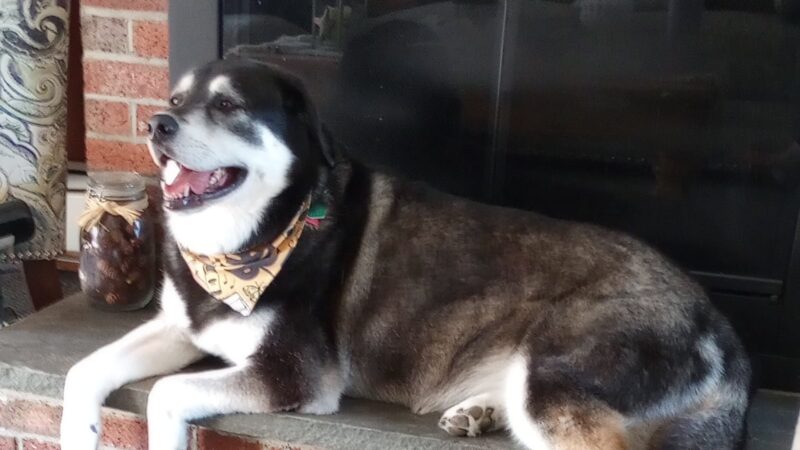 Pet Recess Inc - Lakeville, MA