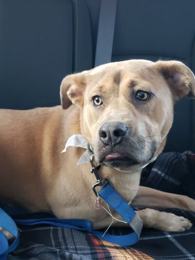 Pet Recess Inc - Lakeville, MA