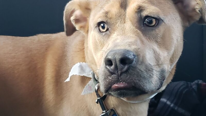 Pet Recess Inc - Lakeville, MA