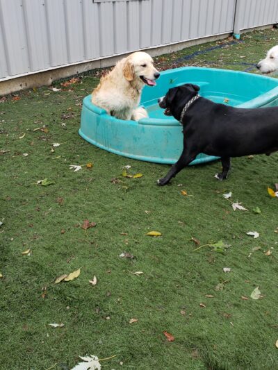 Pet Recess Inc - Lakeville, MA