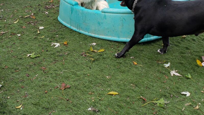 Pet Recess Inc - Lakeville, MA