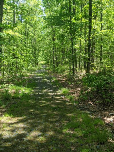 Shuman Point Hiking Trail - Lakeville, PA