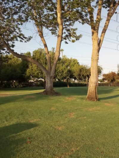 Candleverde Park - Lakewood, CA