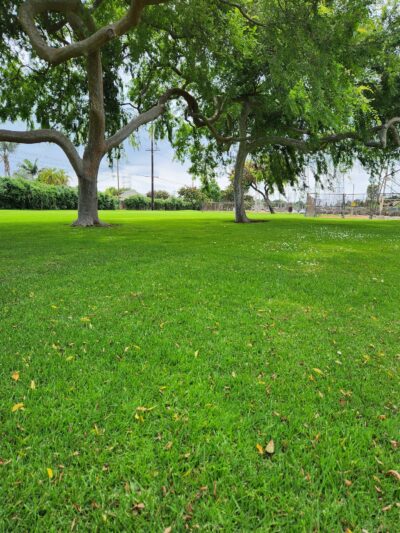 Candleverde Park - Lakewood, CA