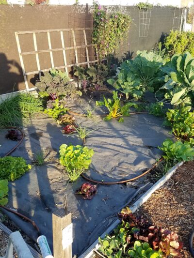 Candleverde Park - Lakewood, CA