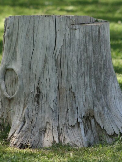 Forrest Park - Lamesa, TX