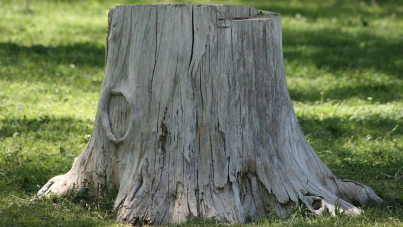 Forrest Park - Lamesa, TX