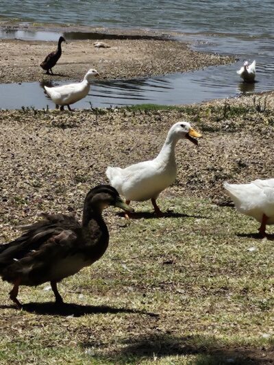 Ninth Street Park - Lamesa, TX