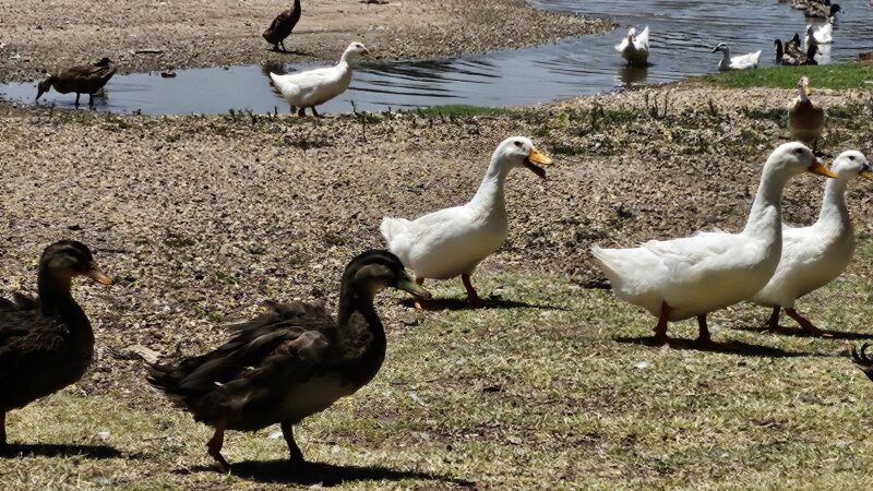 Ninth Street Park - Lamesa, TX