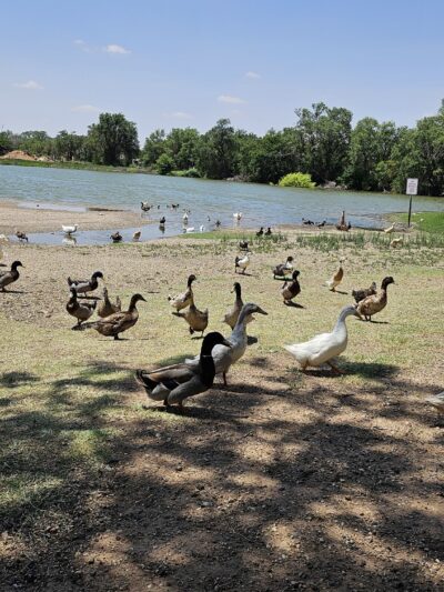 Ninth Street Park - Lamesa, TX
