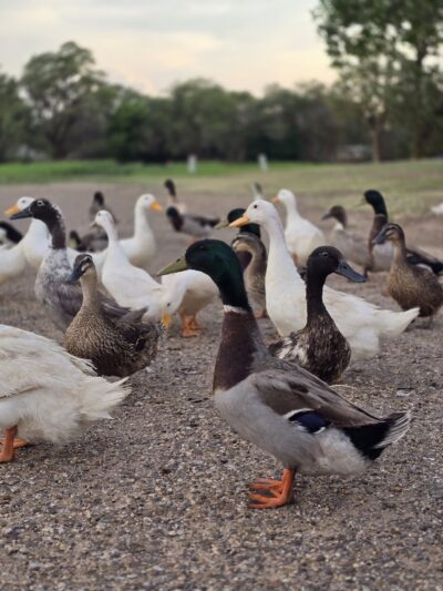 Ninth Street Park - Lamesa, TX