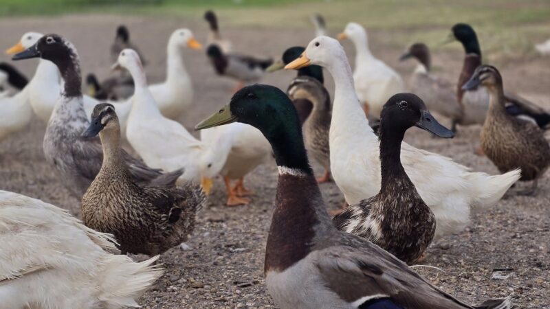 Ninth Street Park - Lamesa, TX