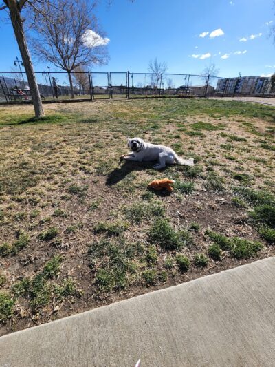 Heroes Dog Park - Lancaster, CA