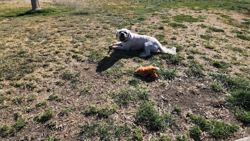 Heroes Dog Park - Lancaster, CA