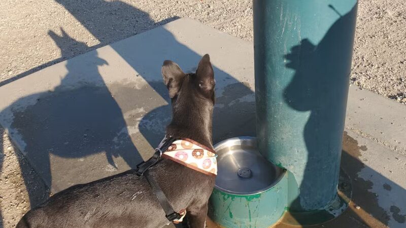 Heroes Dog Park - Lancaster, CA