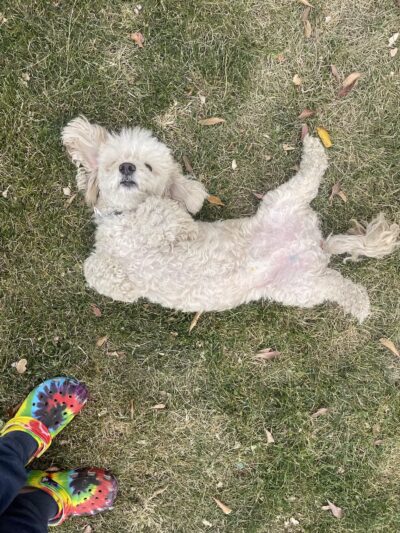 Heroes Dog Park - Lancaster, CA