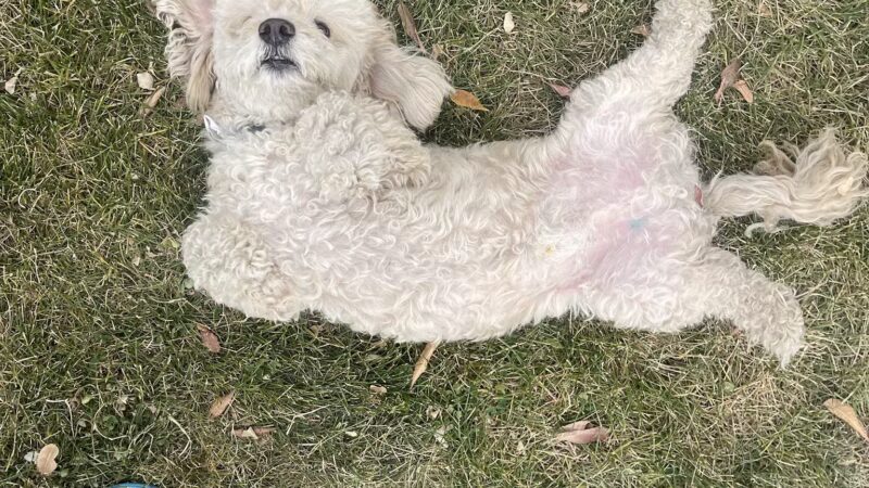 Heroes Dog Park - Lancaster, CA