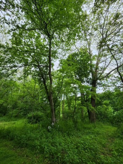 Conestoga Greenway S. Duke St. Parking Lot - Lancaster, PA