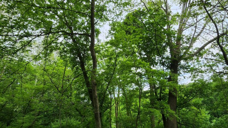 Conestoga Greenway S. Duke St. Parking Lot - Lancaster, PA