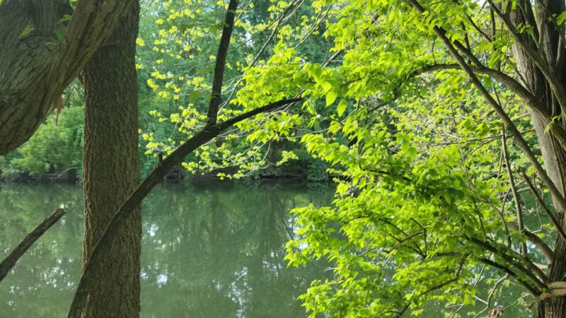 Conestoga Pines - Lancaster, PA