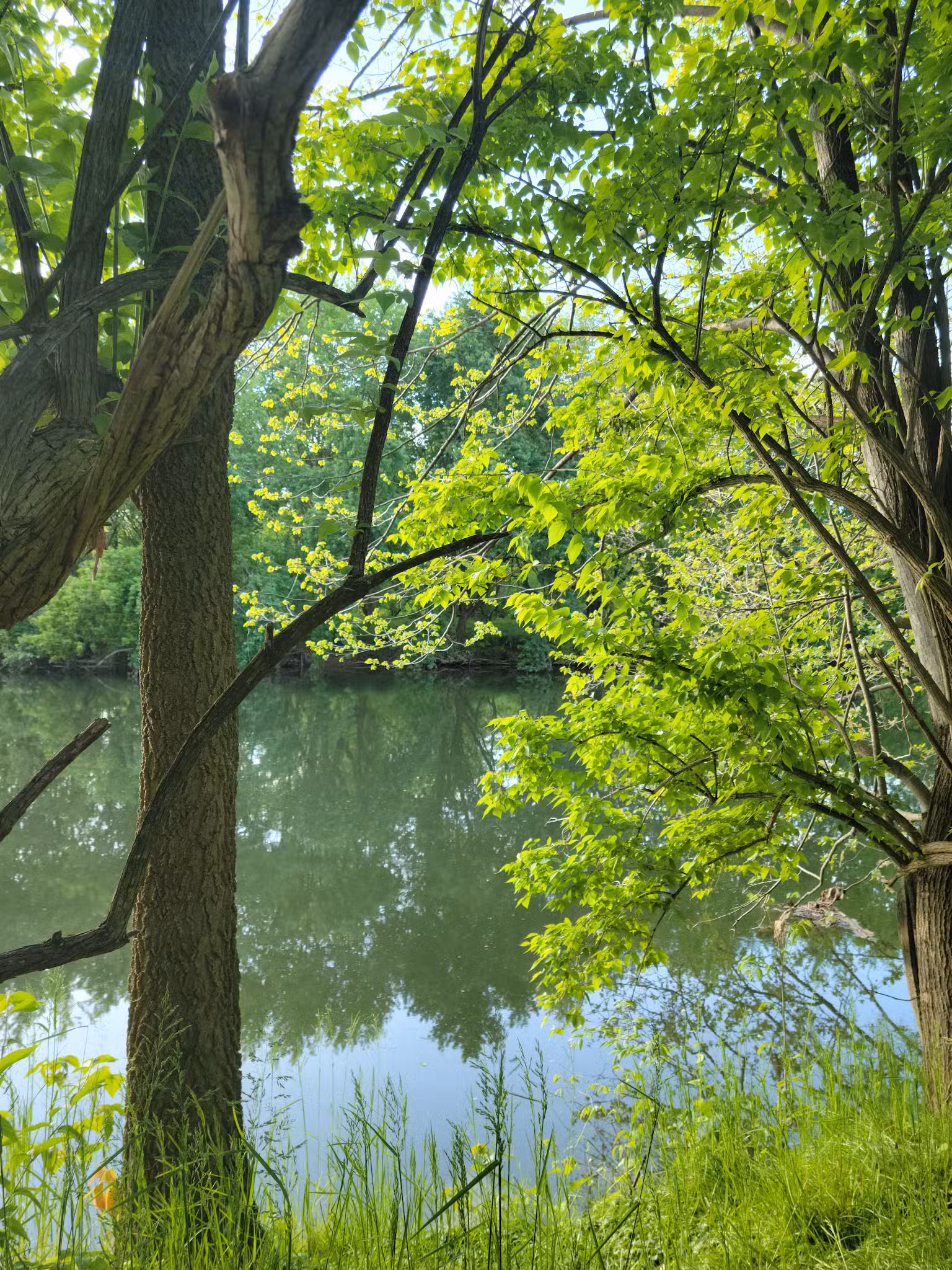 Conestoga Pines - Lancaster, PA