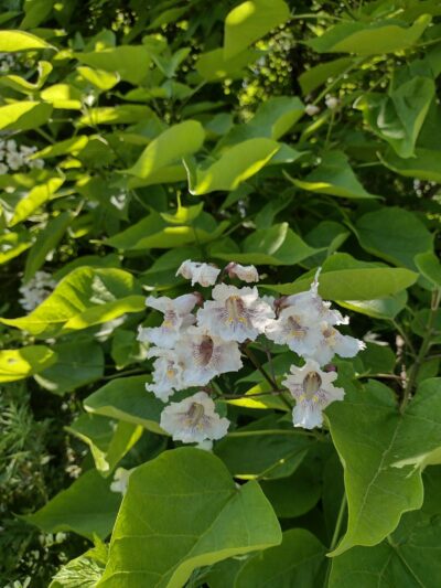 Lancaster County Central Park Garden Plots - Lancaster, PA