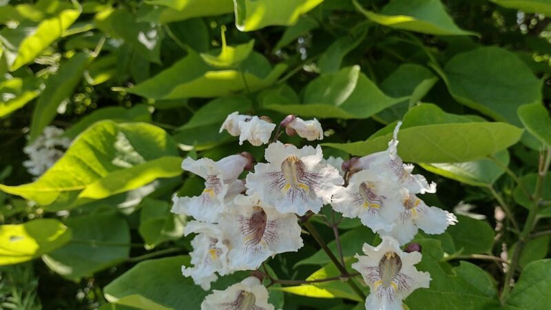 Lancaster County Central Park Garden Plots - Lancaster, PA