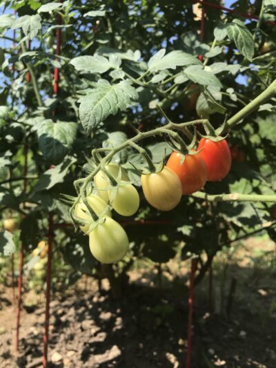 Lancaster County Central Park Garden Plots - Lancaster, PA