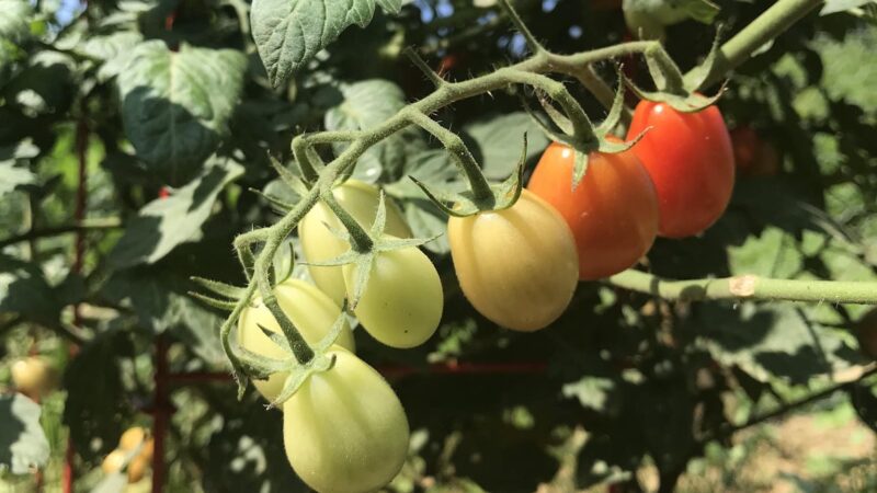 Lancaster County Central Park Garden Plots - Lancaster, PA