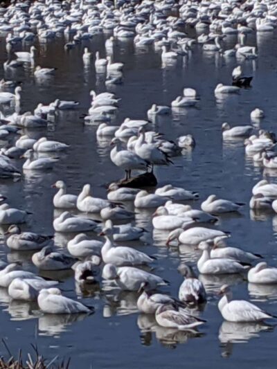 Wood's Edge Park - Lancaster, PA