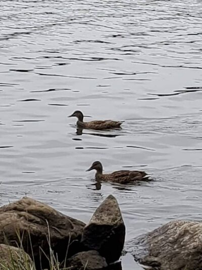 Shore Hills Park - Landing, NJ