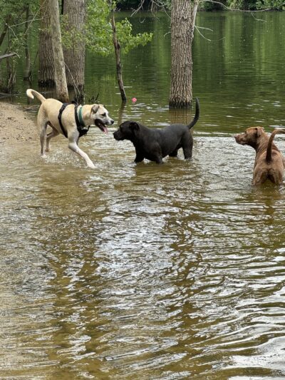 Soldan Dog Park - Lansing, MI