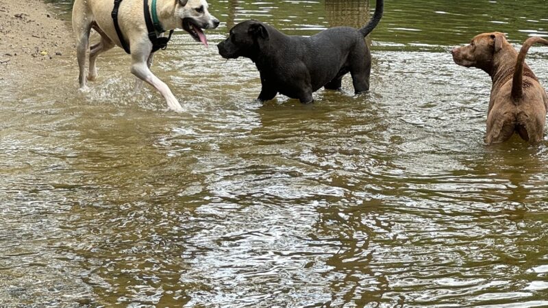Soldan Dog Park - Lansing, MI
