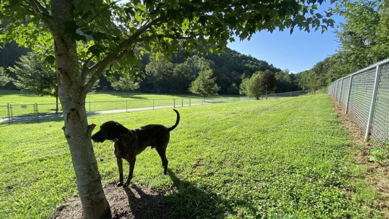 Dog Park area Lansing Creeper Trail Park - Lansing, NC