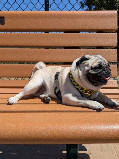 Dog Park | Piper Park - Larkspur, CA