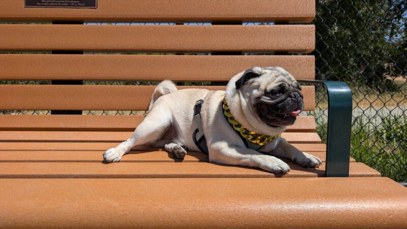 Dog Park | Piper Park - Larkspur, CA