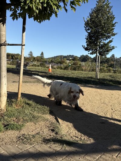 Dog Park | Piper Park - Larkspur, CA