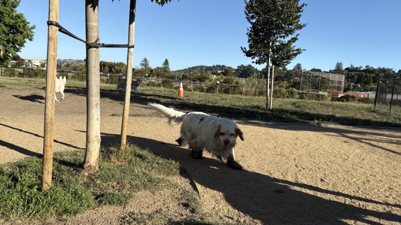 Dog Park | Piper Park - Larkspur, CA