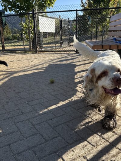 Dog Park | Piper Park - Larkspur, CA