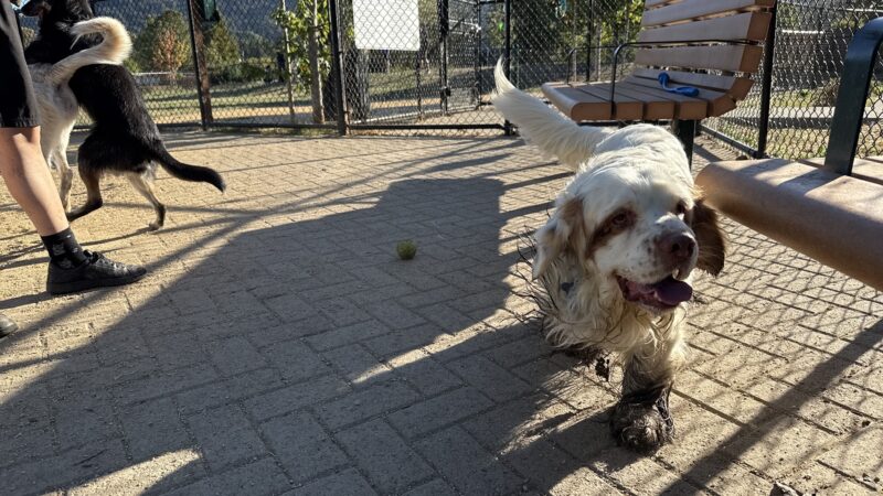 Dog Park | Piper Park - Larkspur, CA