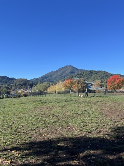 Dog Park | Piper Park - Larkspur, CA